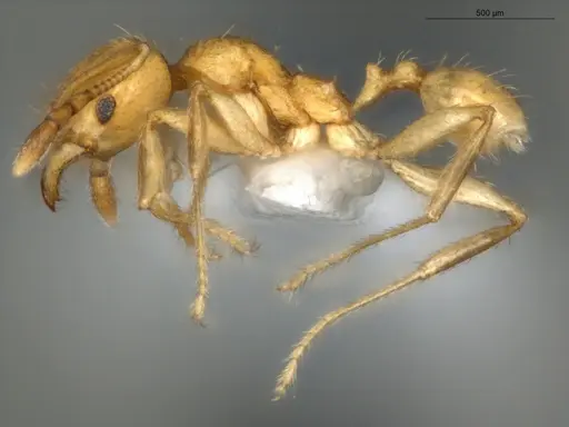 Pheidole cuprina specimen ECOFOG-LA15-0002-03 image ecofog-la15-0002-03_3