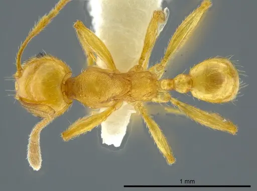 Pheidole cuprina specimen JTLC000016356 image jtlc000016356_1