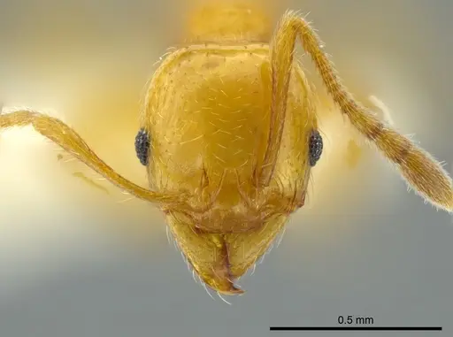 Pheidole cuprina specimen JTLC000016356 image jtlc000016356_2