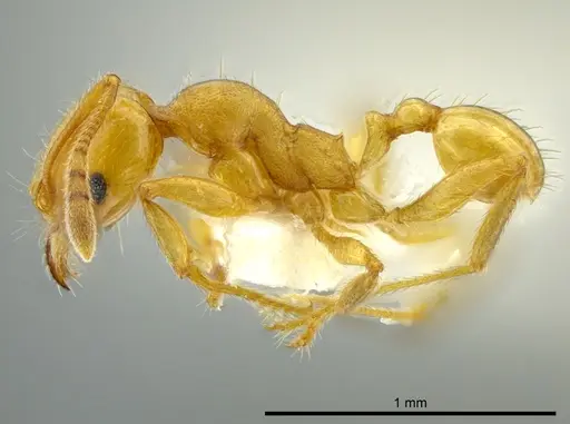 Pheidole cuprina specimen JTLC000016356 image jtlc000016356_3