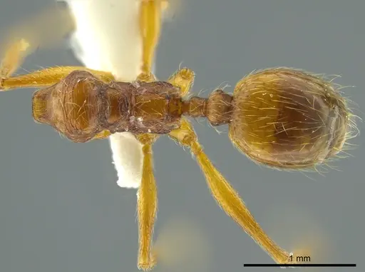 Pheidole cursor specimen CASENT0627922 image casent0627922_1