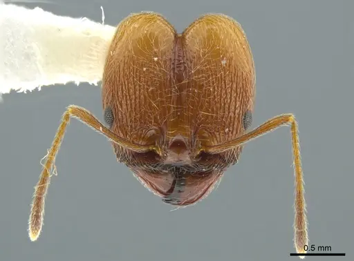 Pheidole cursor specimen CASENT0627922 image casent0627922_2