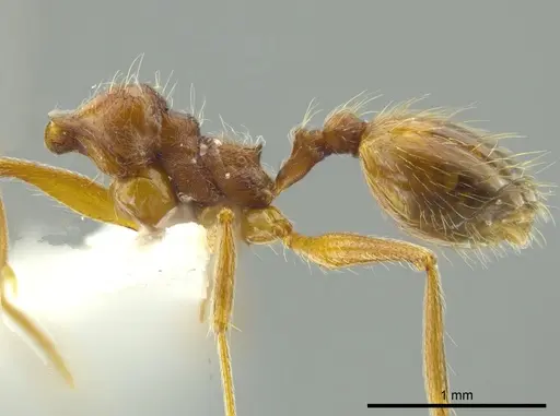 Pheidole cursor specimen CASENT0627922 image casent0627922_3