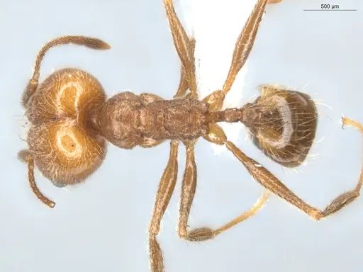 Pheidole cursor specimen ECOFOG-CNI20-0031-26-S image ecofog-cni20-0031-26-s_1