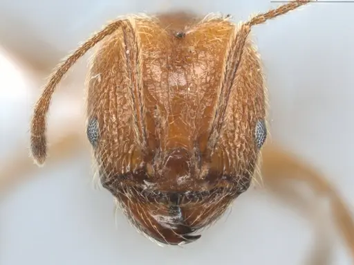 Pheidole cursor specimen ECOFOG-CNI20-0031-26-S image ecofog-cni20-0031-26-s_2