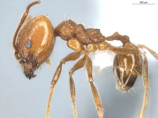 Pheidole cursor specimen ECOFOG-CNI20-0031-26-S image ecofog-cni20-0031-26-s_3