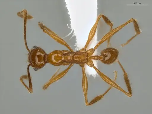 Pheidole cursor specimen ECOFOG-IT14-0268-37 image ecofog-it14-0268-37_1