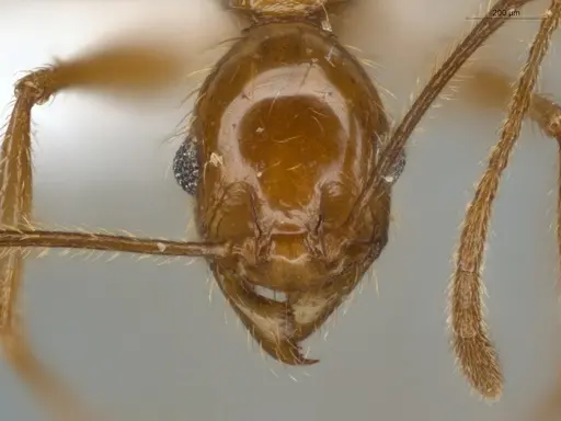 Pheidole cursor specimen ECOFOG-IT14-0268-37 image ecofog-it14-0268-37_2