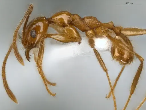Pheidole cursor specimen ECOFOG-IT14-0268-37 image ecofog-it14-0268-37_3