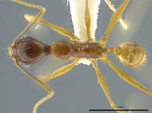Pheidole cursor specimen JTLC000016357 image jtlc000016357_1
