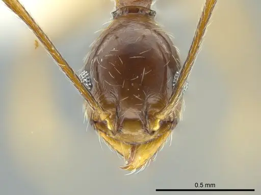 Pheidole cursor specimen JTLC000016357 image jtlc000016357_2