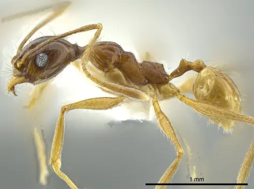 Pheidole cursor specimen JTLC000016357 image jtlc000016357_3