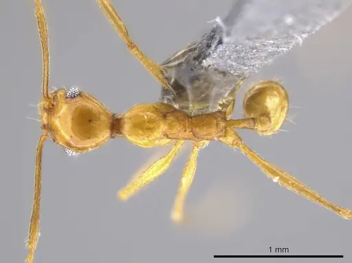 Pheidole cursor specimen USNMENT00687971 image usnment00687971_1