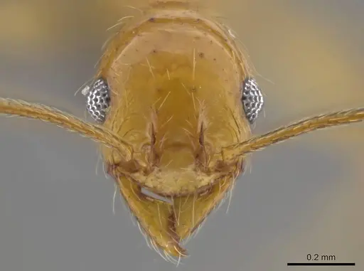 Pheidole cursor specimen USNMENT00687971 image usnment00687971_2
