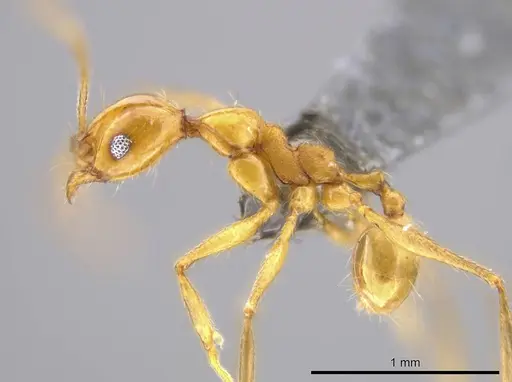 Pheidole cursor specimen USNMENT00687971 image usnment00687971_3