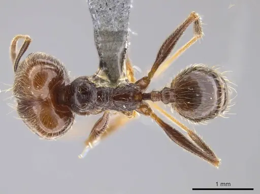 Pheidole cursor specimen USNMENT00691919 image usnment00691919_1
