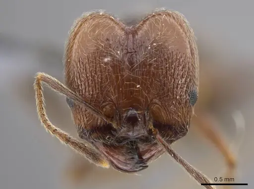 Pheidole cursor specimen USNMENT00691919 image usnment00691919_2