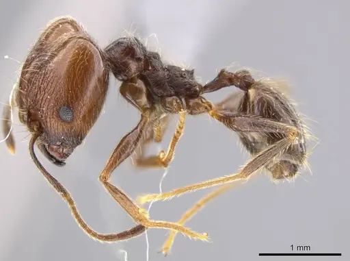 Pheidole cursor specimen USNMENT00691919 image usnment00691919_3