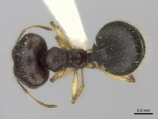 Pheidole curvistriata specimen CASENT0406622 image casent0406622_1