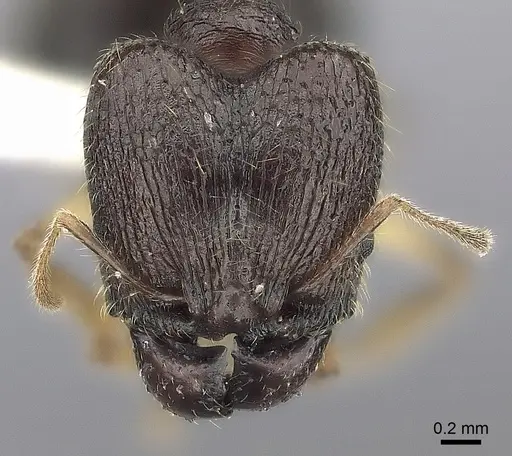 Pheidole curvistriata specimen CASENT0406622 image casent0406622_2
