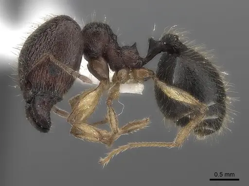 Pheidole curvistriata specimen CASENT0406622 image casent0406622_3