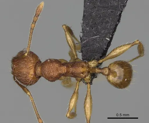 Pheidole curvistriata specimen CASENT0492901 image casent0492901_1