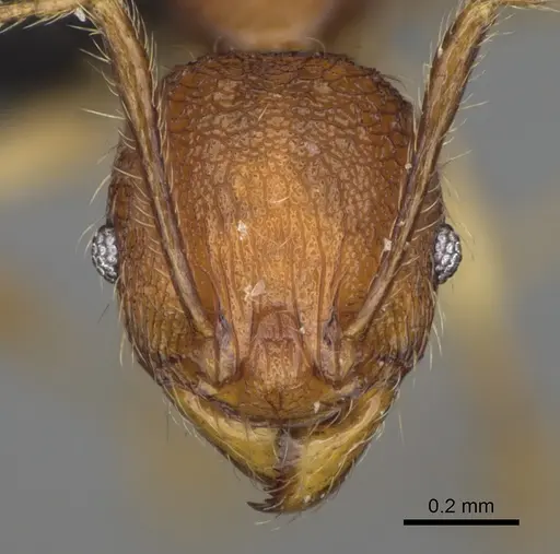 Pheidole curvistriata specimen CASENT0492901 image casent0492901_2