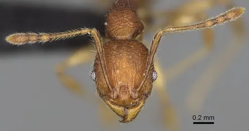 Pheidole curvistriata specimen CASENT0492901 image casent0492901_3