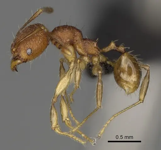 Pheidole curvistriata specimen CASENT0492901 image casent0492901_4