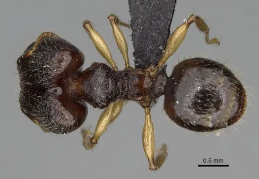 Pheidole curvistriata specimen CASENT0492904 image casent0492904_1