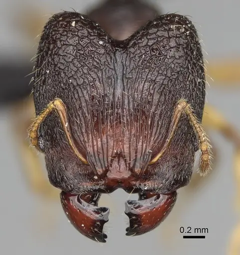 Pheidole curvistriata specimen CASENT0492904 image casent0492904_2