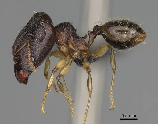 Pheidole curvistriata specimen CASENT0492904 image casent0492904_4