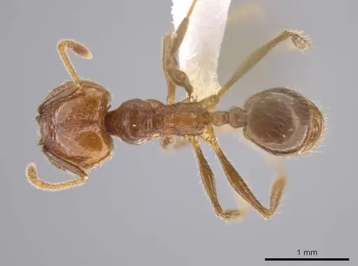 Pheidole cusuco specimen CASENT0617747 image casent0617747_1