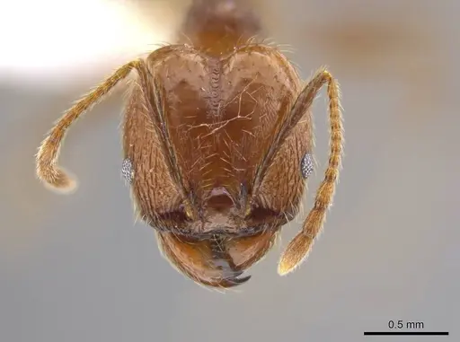 Pheidole cusuco specimen CASENT0617747 image casent0617747_2