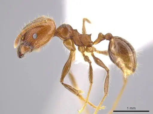 Pheidole cusuco specimen CASENT0617747 image casent0617747_3