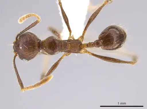 Pheidole cusuco specimen CASENT0617748 image casent0617748_1