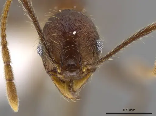 Pheidole cusuco specimen CASENT0617748 image casent0617748_2