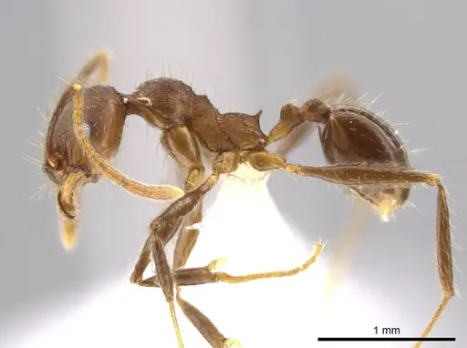 Pheidole cusuco specimen CASENT0617748 image casent0617748_3