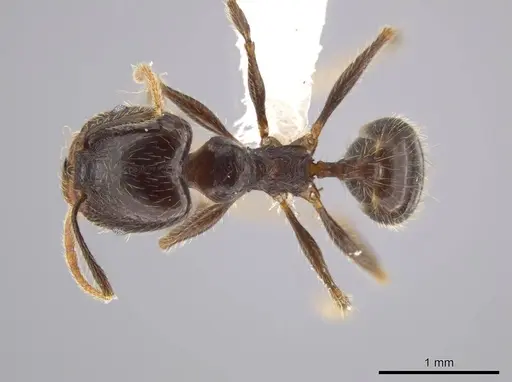 Pheidole cusuco specimen CASENT0617763 image casent0617763_1