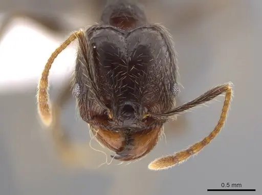 Pheidole cusuco specimen CASENT0617763 image casent0617763_2