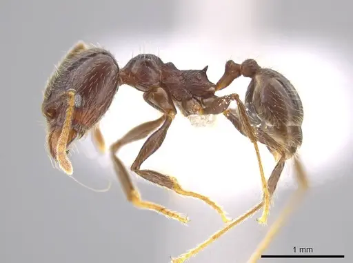 Pheidole cusuco specimen CASENT0617763 image casent0617763_3