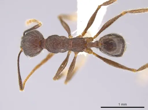 Pheidole cusuco specimen CASENT0617764 image casent0617764_1