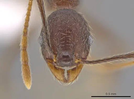 Pheidole cusuco specimen CASENT0617764 image casent0617764_2