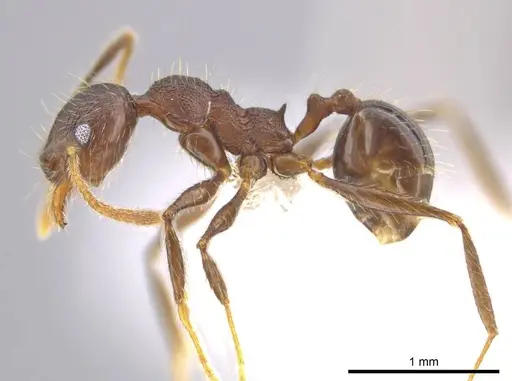 Pheidole cusuco specimen CASENT0617764 image casent0617764_3