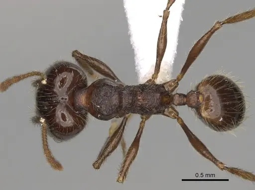 Pheidole cusuco specimen CASENT0617780 image casent0617780_1