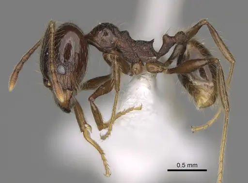 Pheidole cusuco specimen CASENT0617780 image casent0617780_3