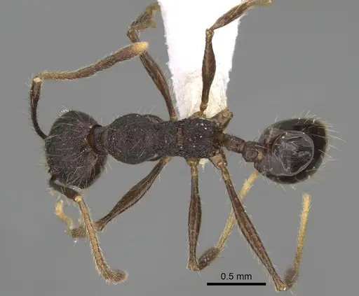 Pheidole cusuco specimen CASENT0617781 image casent0617781_1