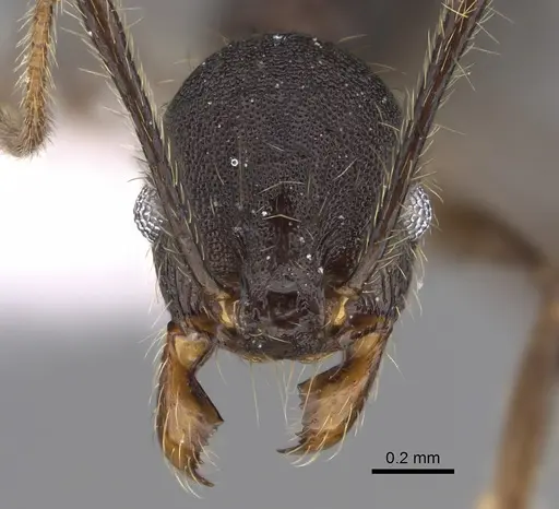 Pheidole cusuco specimen CASENT0617781 image casent0617781_2