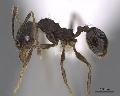 Pheidole cusuco specimen CASENT0617781 image casent0617781_3