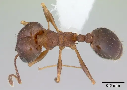 Pheidole cyrtostela specimen CASENT0178014 image casent0178014_1